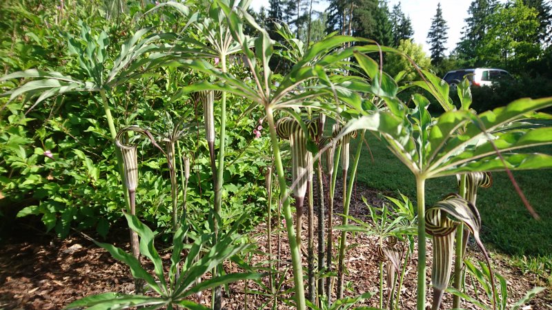 Arisaema ciliatum var. liubaense  võsund-tulivõha pikatipmeline teisend