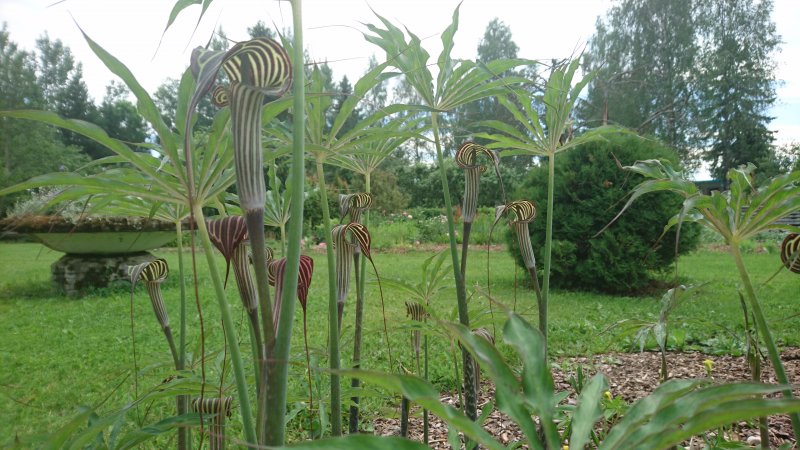 Arisaema ciliatum var. liubaense