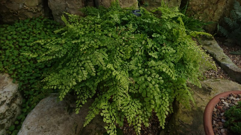 Adiantum venustum Himaalaja adiantum