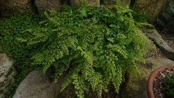 Adiantum venustum Адиантум