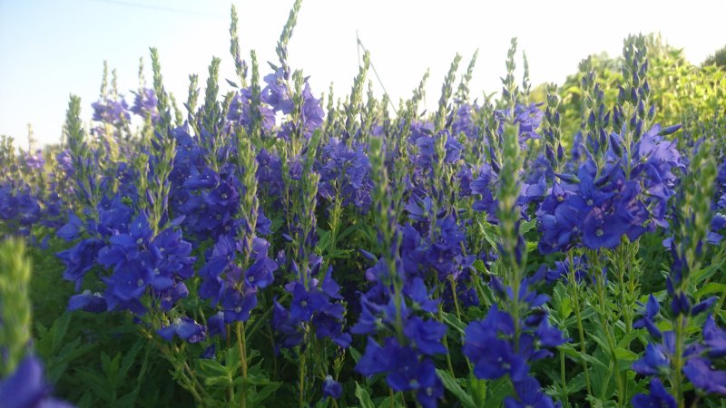 Veronica austriaca ssp. teucrium 'Knallblau' Вероника австрийская