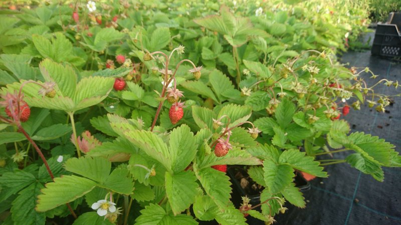 Fragaria vesca 'Improved Rügen' Kuumaasikas