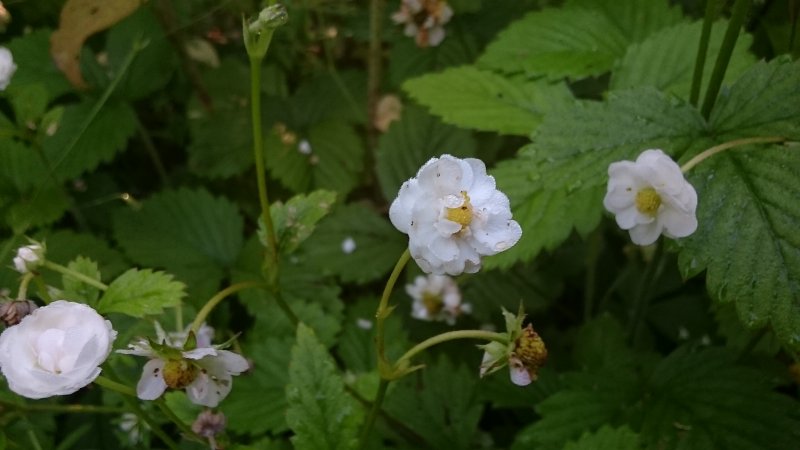 Fragaria vesca 'Flore Plena' Metsmaasikas