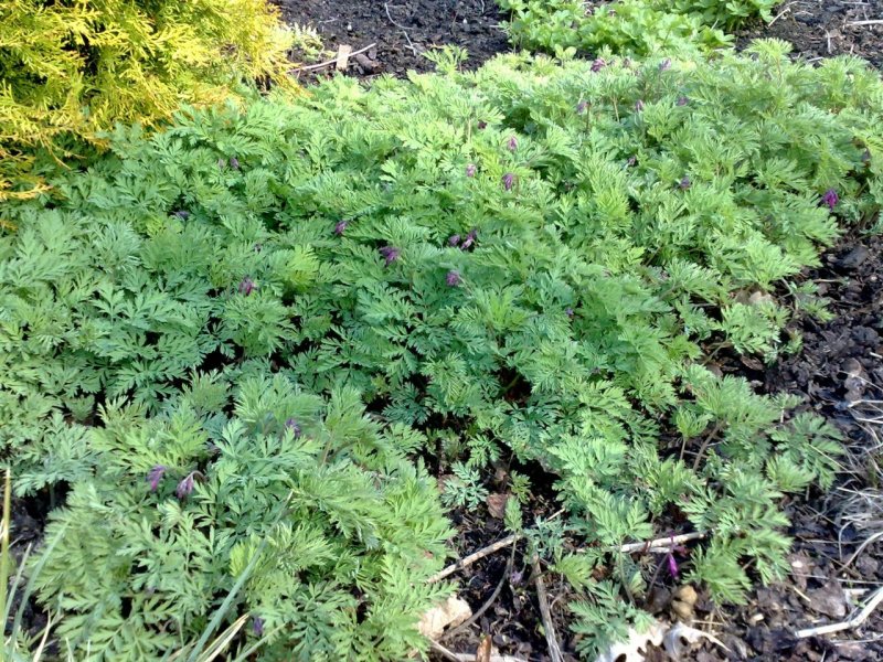 Dicentra eximia Kevätpikkusydän