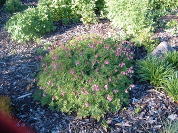 Dicentra eximia