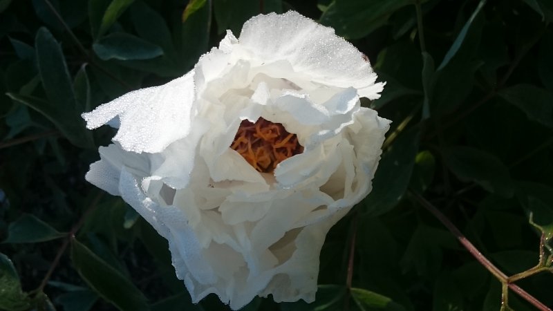 Paeonia rockii Пион Рока