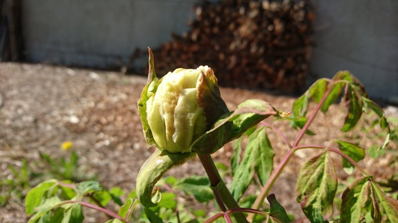 Paeonia rockii Пион Рока