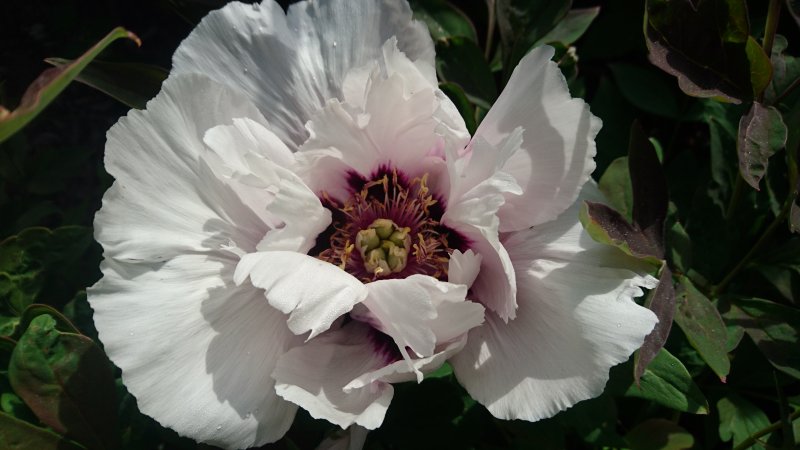 Paeonia rockii Пион Рока