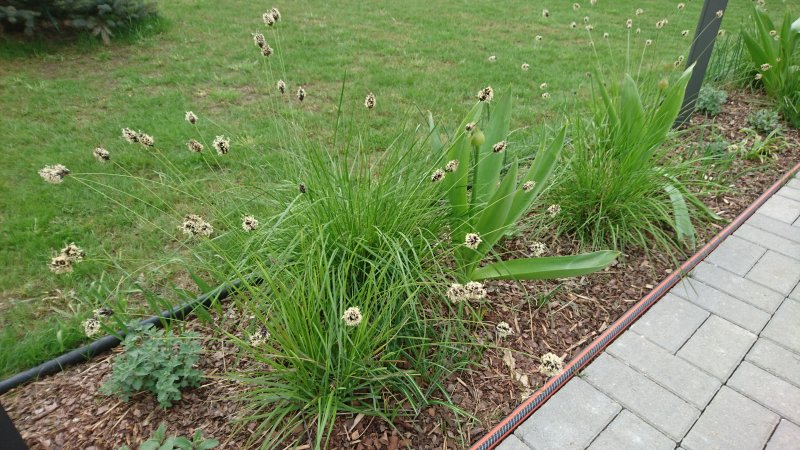 Sesleria heufleriana