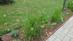 Sesleria heufleriana Сеслерия черноцветковая