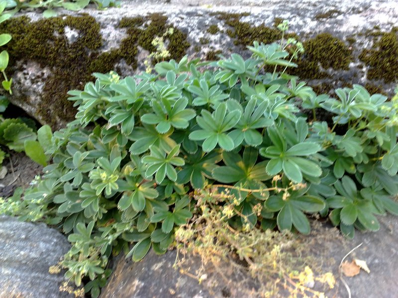 Alchemilla alpina