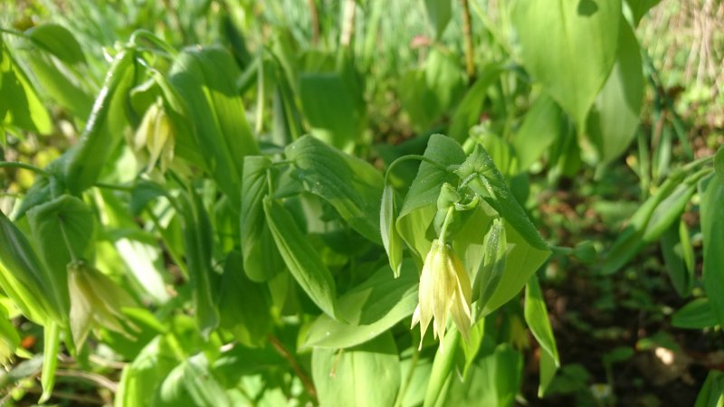 Uvularia grandiflora Suureõieline norulill