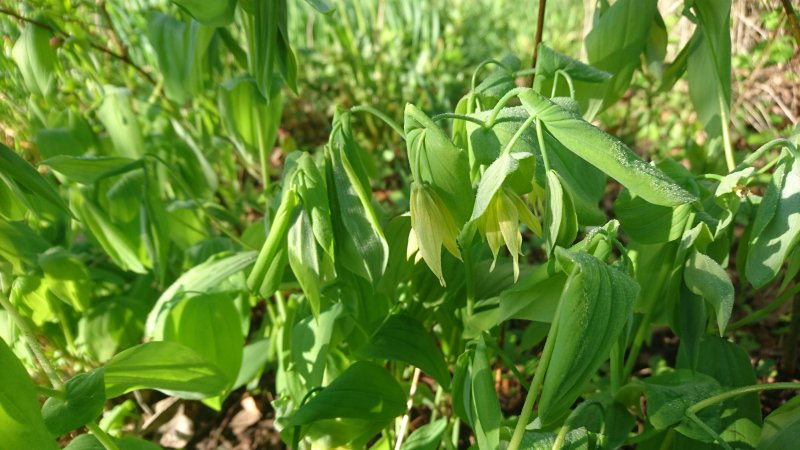 Uvularia grandiflora