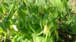 Uvularia grandiflora Suureõieline norulill