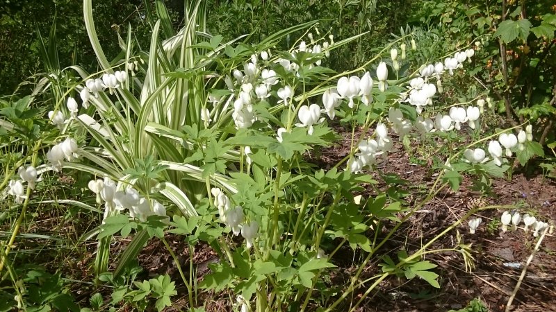 Lamprocapnos spectabilis (Dicentra spectabilis) 'Alba'  Дицентра великолепная