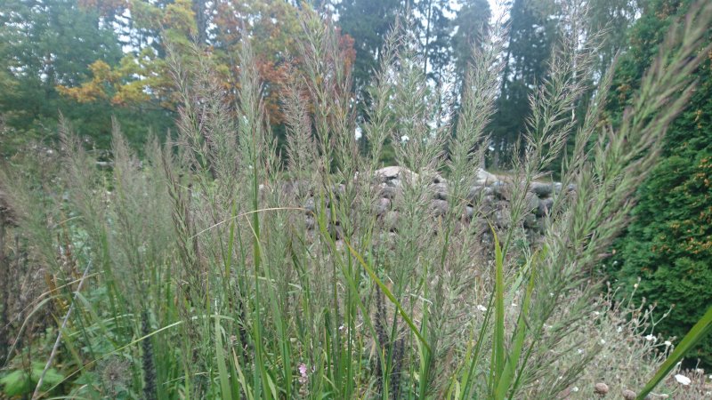 Calamagrostis brachytricha