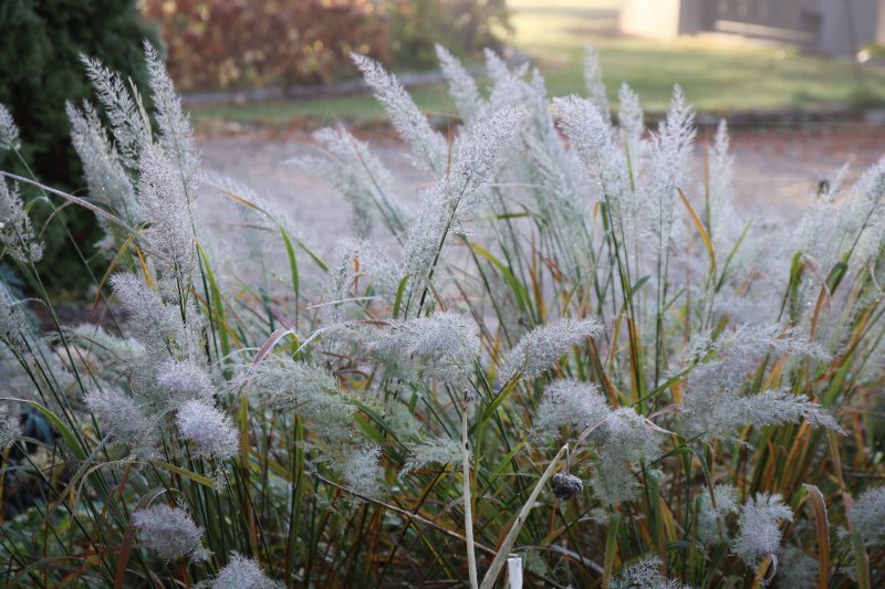 Calamagrostis brachytricha Вейник брильянтовый