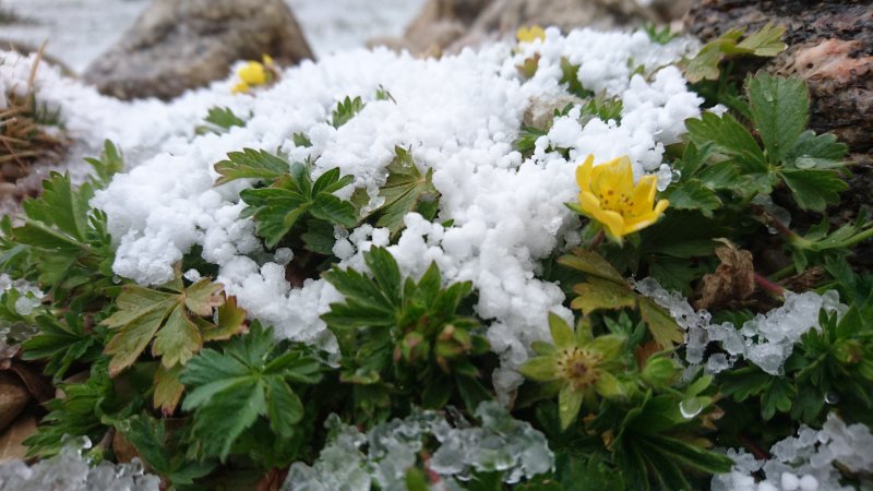 Potentilla crantzii 'Goldrausch' Лапчатка Кранца­