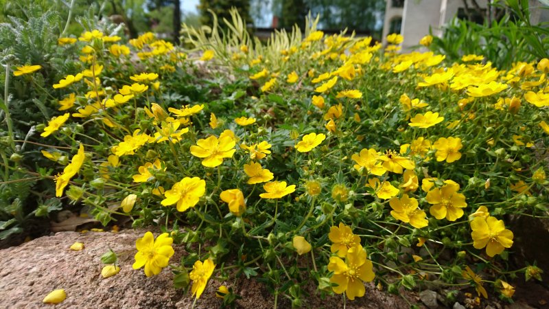 Potentilla crantzii 'Goldrausch' Keväthanhikki