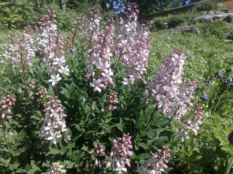 Dictamnus albus var. purpureus Burning bush