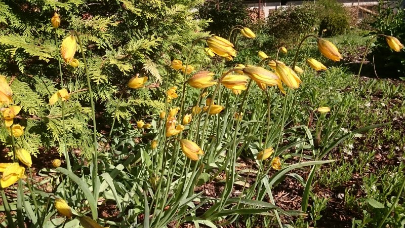 Tulipa sylvestris