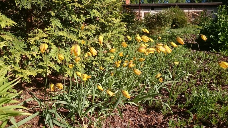 Tulipa sylvestris metstulp