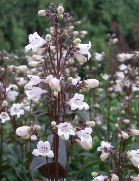 Penstemon digitalis 'Husker Red'  sõrmkübarjas peekerlill