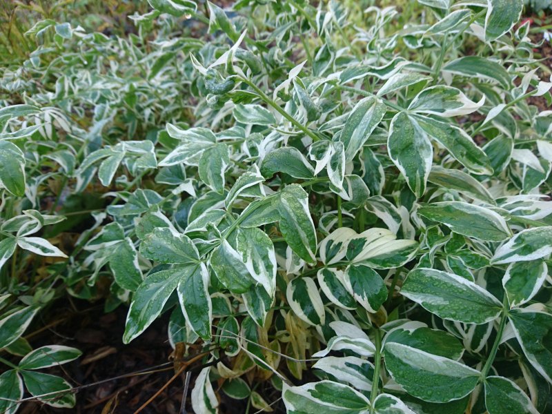 Polemonium reptans 'Touch of Class' roomav sinilatv