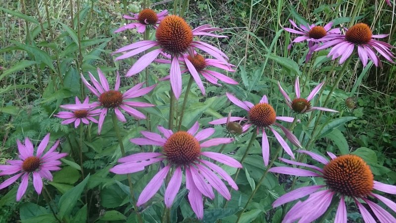 Echinacea purpurea 'Rubinstern'