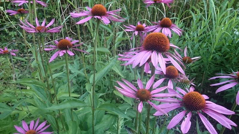 Echinacea purpurea 'Rubinstern' punane siilkübar