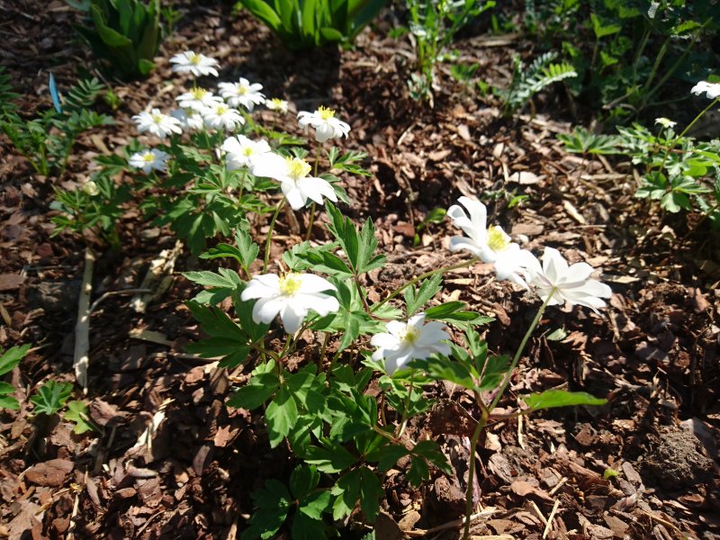 Anemone nemorosa 'Hilda' Ветреница дубравная