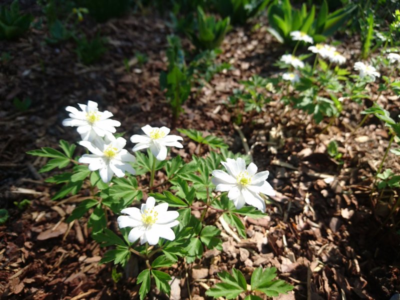 Anemone nemorosa 'Hilda' Ветреница дубравная