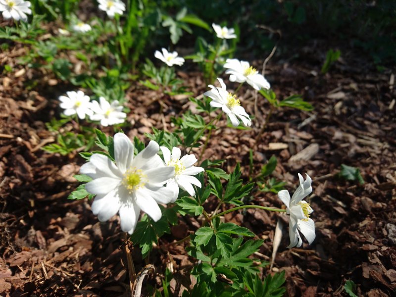 Anemone nemorosa 'Hilda'