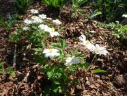 Anemone nemorosa 'Hilda' võsaülane