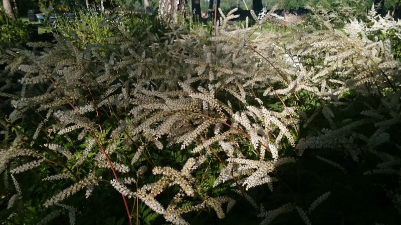 Aruncus 'Guinea Fowl'