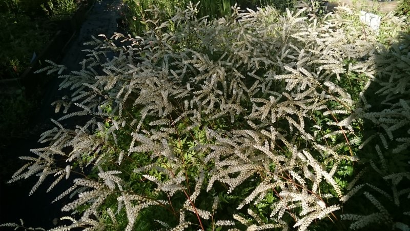 Aruncus 'Guinea Fowl'