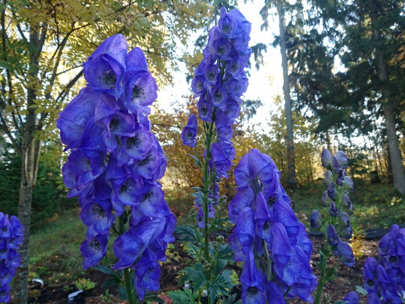 Aconitum carmichaelii 'Arendsii' Борец Кармихеля