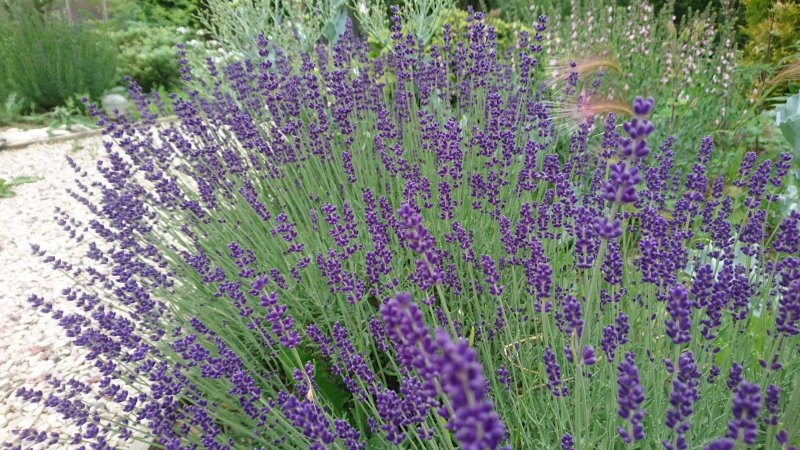 Lavandula angustifolia 'Munstead' Tähklavendel