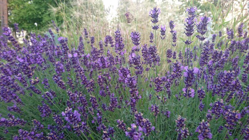 Lavandula angustifolia 'Munstead' Tähklavendel