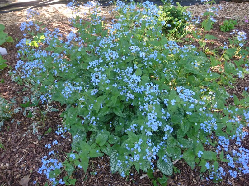 Brunnera macrophylla 'Alexander's Great' Бруннера крупнолистная