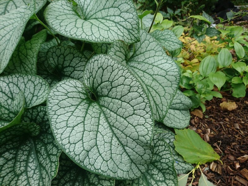 Brunnera macrophylla 'Alexander's Great' Suurelehine brunnera