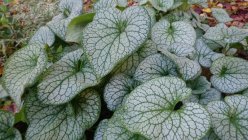 Brunnera macrophylla 'Alexander's Great' Бруннера крупнолистная