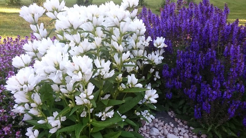 Campanula glomerata 'Nana Alba' kerakellukas