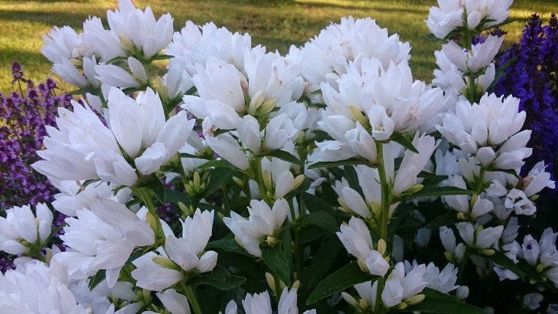 Campanula glomerata 'Nana Alba' Колокольчик сборный