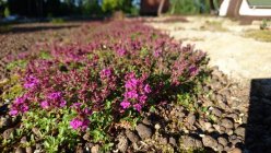 Thymus serpyllum 'Coccineus' Nõmm-liivatee