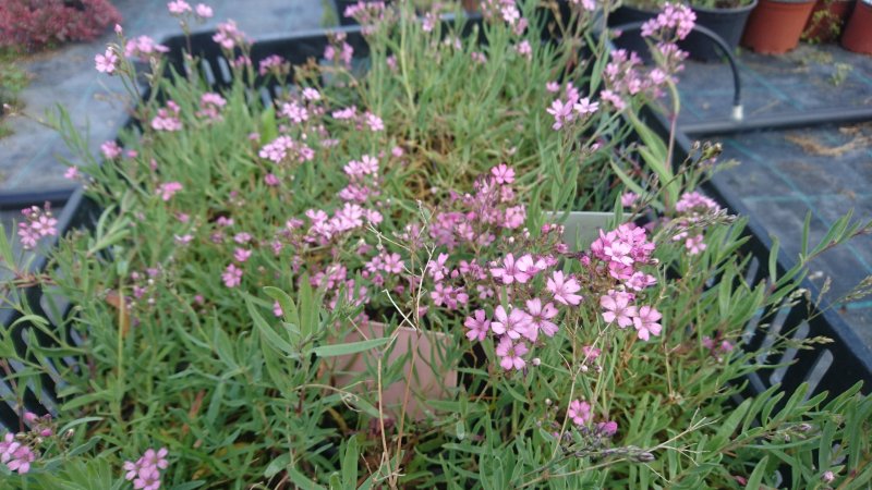 Gypsophila repens 'Rosea Compacta'