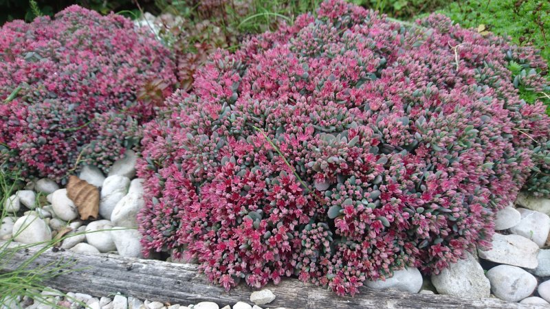 Sedum cauticola 'Lidakense' Очитник наутесный