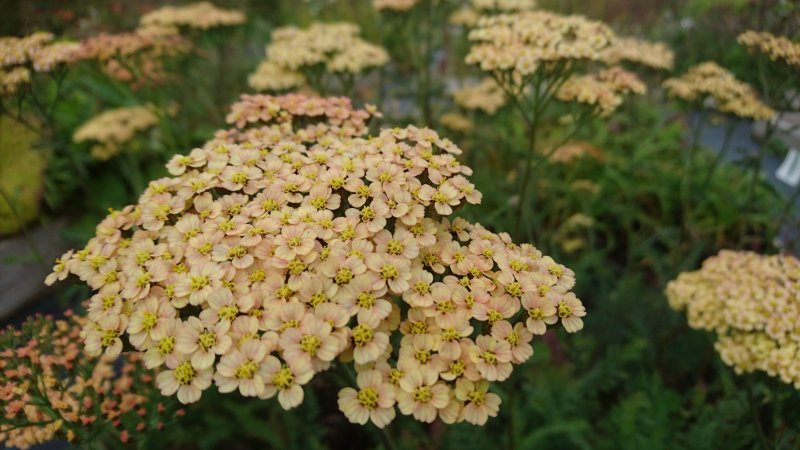 Achillea filipendulina 'Hannelore Pahl' Тысячелистник таволговый