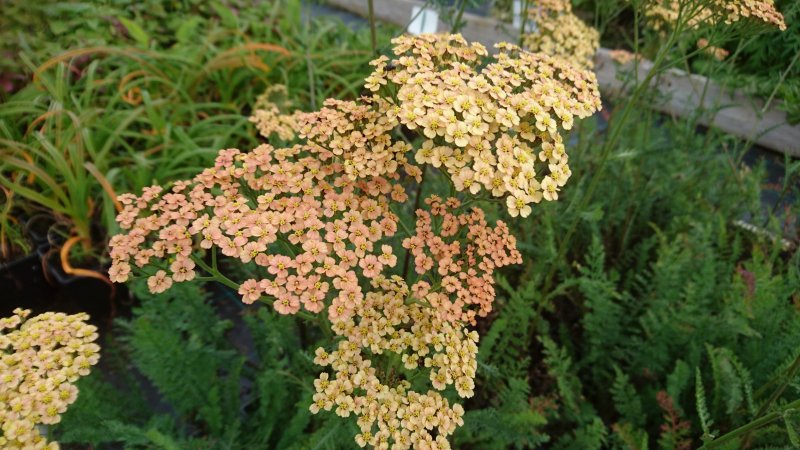 Achillea filipendulina 'Hannelore Pahl' Тысячелистник таволговый