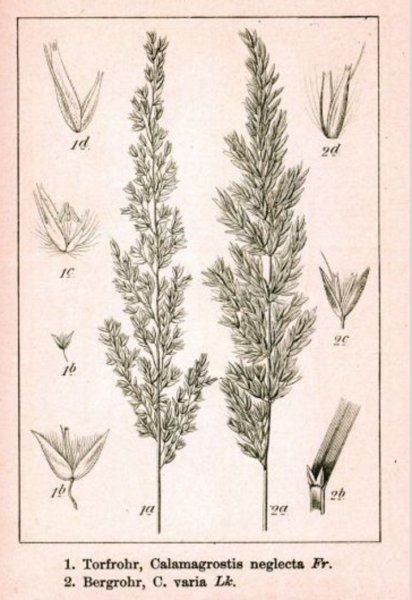 Calamagrostis varia Вейник